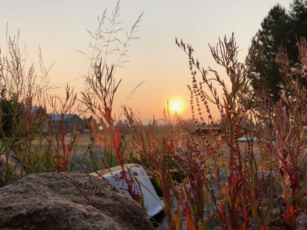 Sunset over meadow